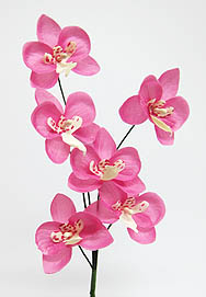 Orchidee mini 35mm pink / orchidee